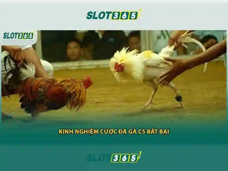 Slot365: Đánh giá và hướng dẫn